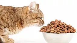 15 καλύτερες τροφές για γάτες