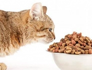 15 migliori alimenti per gatti