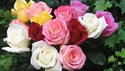 10 melhores variedades de rosas para a Sibéria