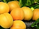 10 meilleures variétés d'abricots pour la région de Moscou