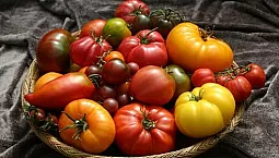 12 pinakamahusay na varieties ng kamatis para sa mga greenhouse