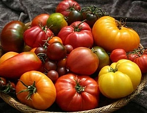 12個最佳溫室番茄品種