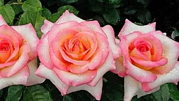 10 meilleures variétés de roses de thé hybrides