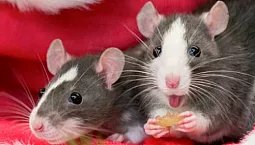 5 најбољих намирница за пацове