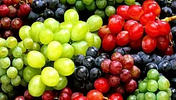16 melhores variedades de uvas para a região de Moscou