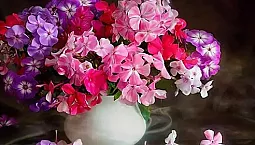 10 meilleures variétés de phlox