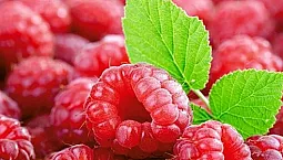 15 meilleures variétés de framboises remontantes