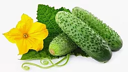 15 pinakamahusay na uri ng mga pipino para sa greenhouse