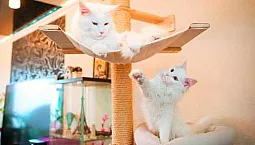 Die 5 besten Spielkomplexe für Katzen