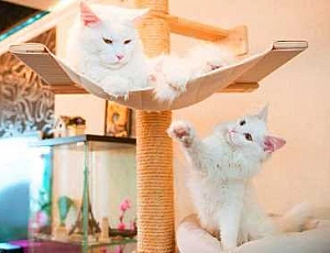 5 migliori complessi di gioco per gatti