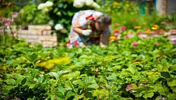 20 ผลิตภัณฑ์ทำสวนที่ดีที่สุดจาก AliExpress