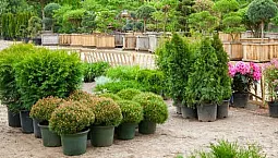 10 เรือนเพาะชำที่ดีที่สุดในมอสโก