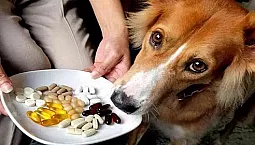 15 meilleures vitamines pour chiens