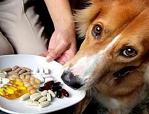 15 migliori vitamine per cani