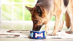 10 najlepszych karm dla psów pasterskich