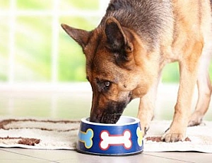 I 10 migliori alimenti per cani da pastore