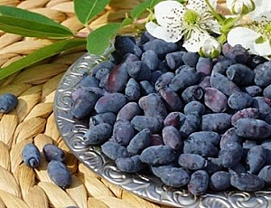 10 nejlepších odrůd zimolezu pro oblast Moskvy