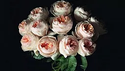 Top 10 des roses d'Austin