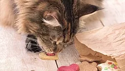 10 najlepszych dań Maine Coon