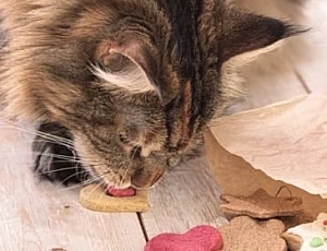 I 10 migliori cibi del Maine Coon