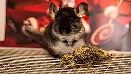 10 mejores alimentos para chinchillas