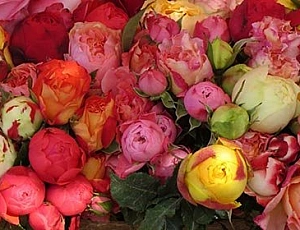 Top 10 růží Floribunda
