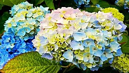 15 meilleures variétés d'hortensias