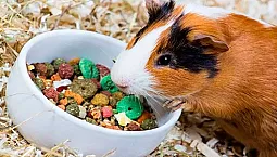 10 најбољих намирница за заморце