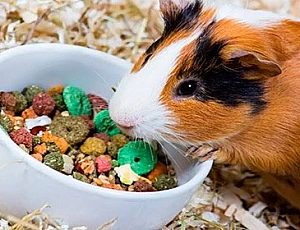 10 migliori alimenti per porcellini d'India
