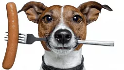 10 Makanan Anjing Basah Terbaik