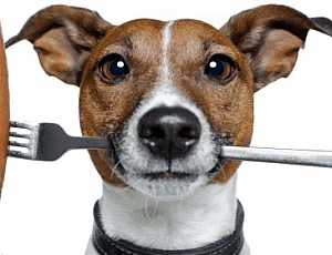 10 migliori cibi umidi per cani
