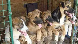 5 tempat perlindungan anjing terbaik di Moscow