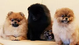 10 najlepszych hodowli psów w Moskwie