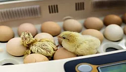 20 bästa inkubatorer med Aliexpress