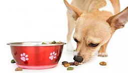 أفضل 10 أطعمة تشيهواهوا