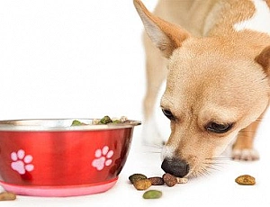 10 migliori cibi per chihuahua
