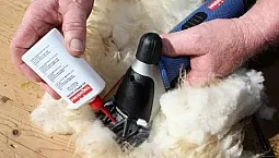 5 קוצצי הכבשים המובילים