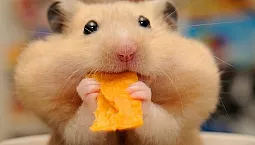 10 најбољих намирница за хрчке