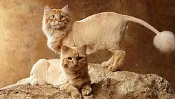 5 קוצץ החתולים הטובים ביותר