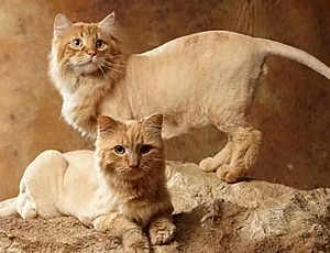 5 Bästa Cat Clippers