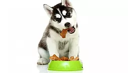 5 Bästa Husky Foods