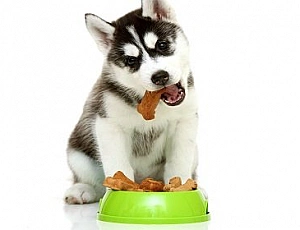 5 migliori cibi husky
