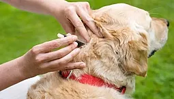 Las 10 mejores gotas para pulgas