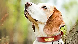 10 Kolar Anjing Terbaik daripada AliExpress