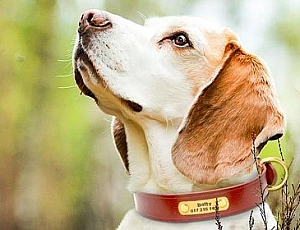 10 migliori collari per cani da AliExpress