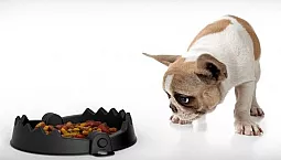 De 5 bästa maten för en fransk bulldogg