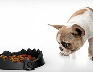 I 5 migliori alimenti per un Bulldog francese