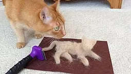 10 bästa furminatorer för katter och hundar