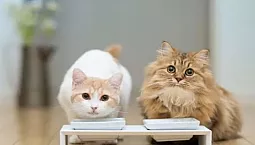 Οι 10 καλύτερες υποαλλεργικές τροφές για γάτες