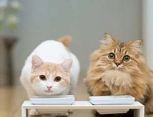 10 migliori alimenti per gatti ipoallergenici